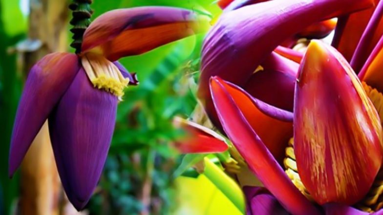 Banana Flowers: पकवान ही नहीं, सेहत और सौन्दर्य के लिए भी जबरदस्त है केले के फूल
