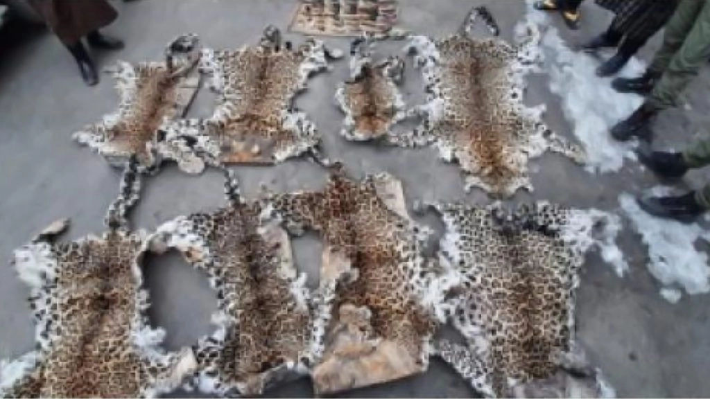 तेंदुए की खाल रखने के दोष में व्यक्ति को तीन साल कारावास