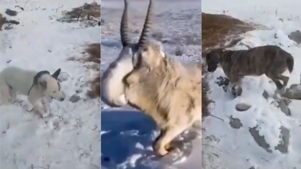 कजाखस्तान में -51 डिग्री सेल्सियस तापमान में खड़े-खड़े जम गए जानवर, वीडियो देख आपके उड़ जाएंगे होश