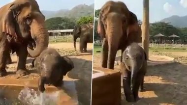Baby Elephant Video: अपनी सूंड से पानी में अटखेलियां करता दिखा नन्हा हाथी, मनमोहक वीडियो इंटरनेट पर हुआ वायरल