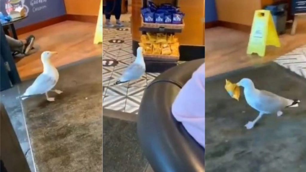 रेस्टॉरेंट में चोरी-छुपे दाखिल हुआ एक पक्षी, चिप्स का पैकेट चुराकर तेजी से हुआ फरार (Watch Viral Video)