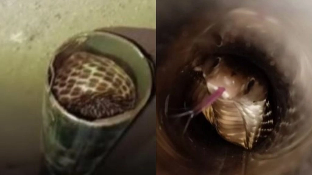 ओडिशा: पेट्रोल पंप पर स्टील के पाइप में फंसा किंग कोबरा, रेस्क्यू कर सांप को जंगल में छोड़ा गया (See Pics)