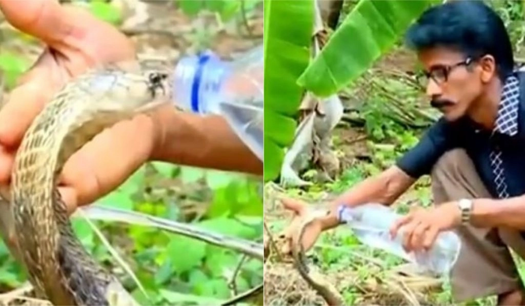 किंग कोबरा को लगी प्यास तो शख्स ने बोतल से पिलाया पानी, हैरान करने वाला वीडियो हुआ वायरल (Watch Viral Video)