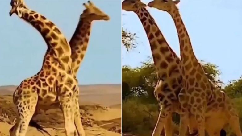 Viral Video: जब आपस में भिड़े दो जिराफ, अपनी गर्दन से एक-दूसरे पर किया हमला, अजीबो-गरीब लड़ाई का वीडियो हुआ वायरल