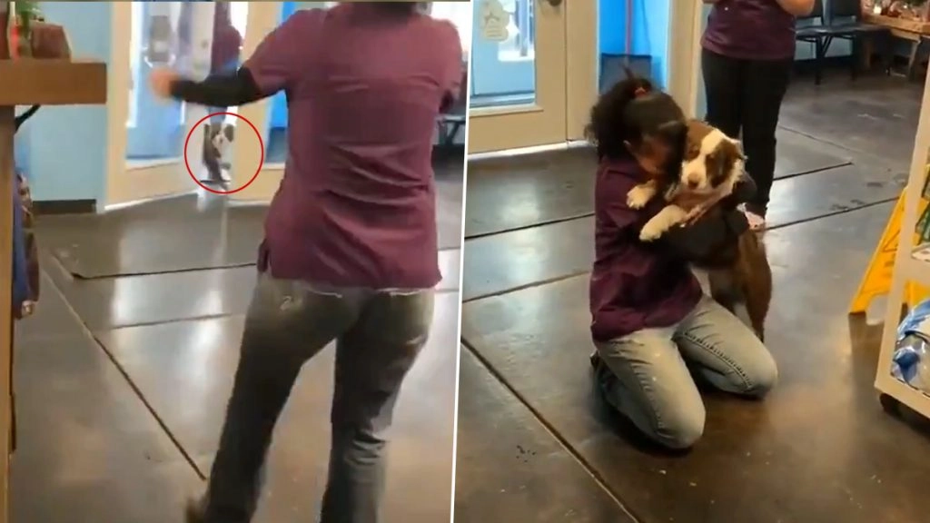 अपने मालिक से दोबारा मिलने के बाद अपने मालिक के प्रति झलका पालतू कुत्ते का प्यार 