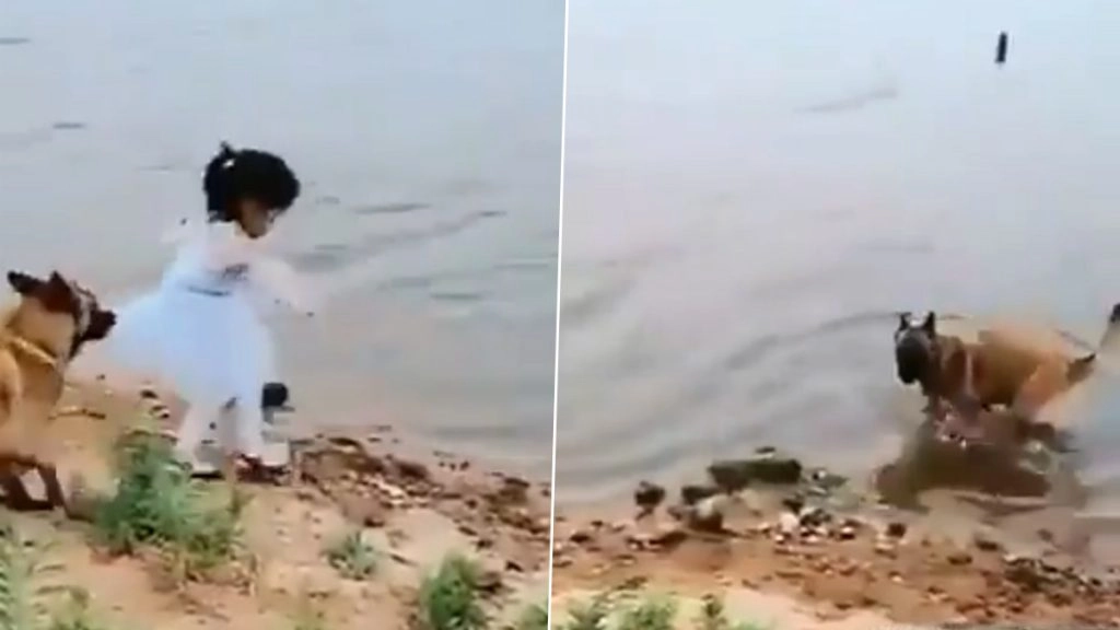 पालतू डॉगी ने छोटी बच्ची को नदी में गिरने से ऐसे बचाया, Viral Video देख आप भी करेंगे इस जानवर की सराहना