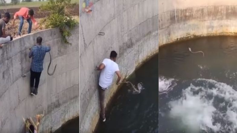 पुरुषों के एक ग्रूप ने कुएं में डूबते हुए सांप की ऐसे बचाई जान, रेस्क्यू वीडियो हुआ वायरल (Watch Viral Video)