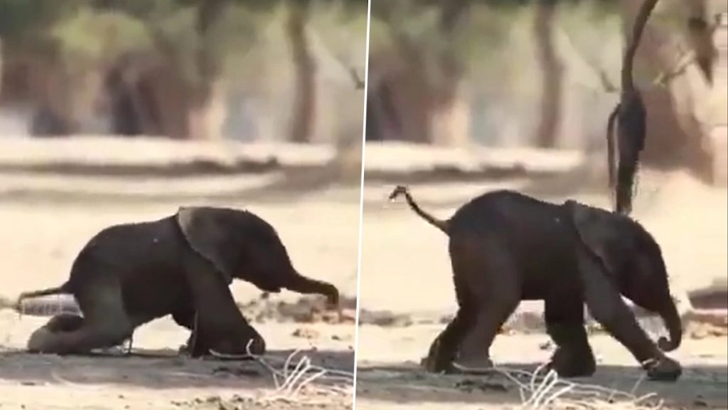 जन्म के फौरन बाद लड़खड़ाते कदमों से चलने की कोशिश करता दिखा नवजात हाथी, मनमोहक वीडियो हुआ वायरल