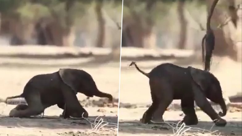 Viral Video: जन्म के फौरन बाद लड़खड़ाते कदमों से चलने की कोशिश करता दिखा नवजात हाथी, मनमोहक वीडियो हुआ वायरल