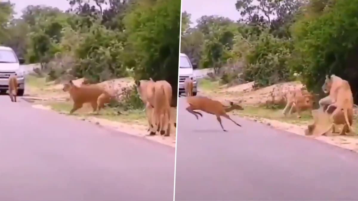 Viral Video: हिरण की तेज रफ्तार चाल से दूम दबाकर भागे शेर, देखें हैरान कर देनेवाला वीडियो