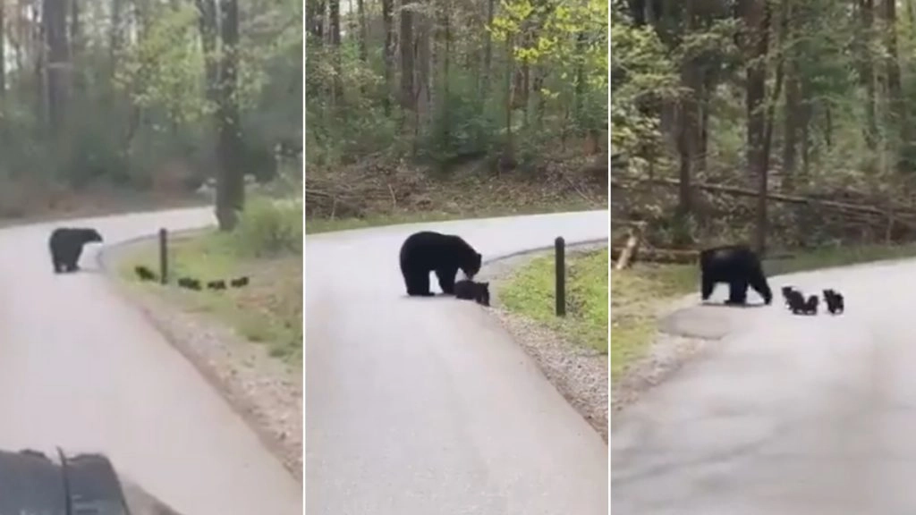 अपने नन्हे बच्चों को सड़क पार कराती मां भालू का वीडियो हुआ वायरल, यूजर्स बोले- इससे सीख लेने की जरूरत