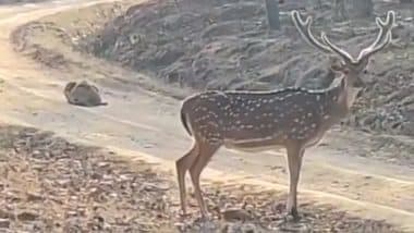 पत्थर बनकर हिरण का शिकार करने बैठा था चालाक तेंदुआ, लेकिन एक गलती ने बिगाड़ दिया सारा खेल (Watch Viral Video)