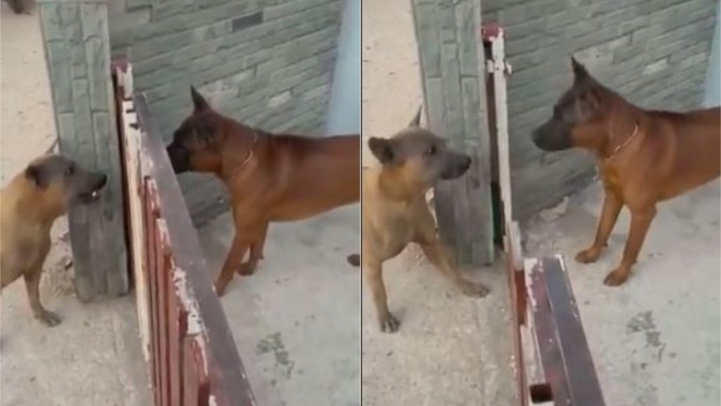 VIDEO: बंद गेट के दोनों तरफ खड़े कुत्ते एक-दूसरे को देख जोर-जोर से लगे भौंकने, जब खुला दरवाजा तो… 