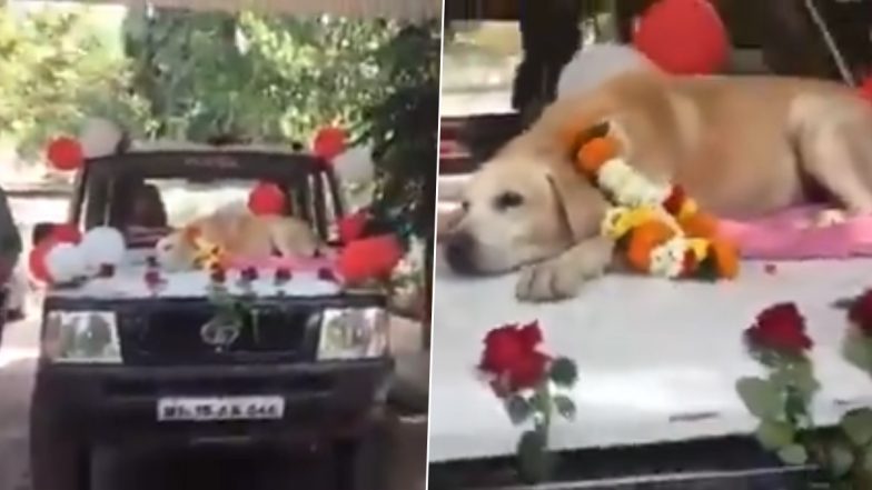 Maharashtra: 11 साल की सेवा के बाद नासिक सिटी पुलिस बल से रिटायर हुआ स्निफर डॉग, देखें फेयरवेल का VIDEO