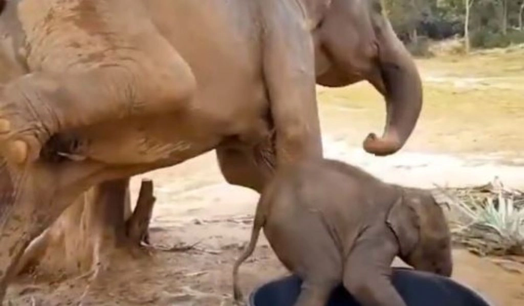 Viral Video: पानी के टब में फंसे नन्हे हाथी को मां हथिनी ने बताई कमाल की ट्रिक, बाहर निकलने में मिली कामयाबी