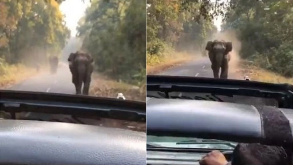 जीप की तरफ तेजी से बढ़ रहा था हाथी, पर्यटकों में से एक ने कहा- कुछ नहीं होगा, तुम वीडियो बनाओ (Watch Video)