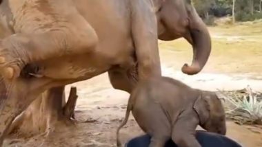 Baby Elephant Viral Video: पानी के टब में फंसे नन्हे हाथी को मां हथिनी ने बताई कमाल की ट्रिक, बाहर निकलने में ऐसे मिली कामयाबी