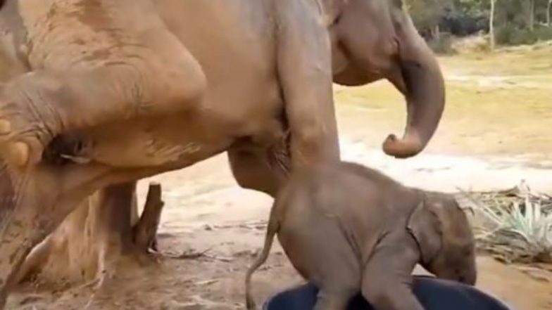 Baby Elephant Viral Video: पानी के टब में फंसे नन्हे हाथी को मां हथिनी ने बताई कमाल की ट्रिक, बाहर निकलने में ऐसे मिली कामयाबी