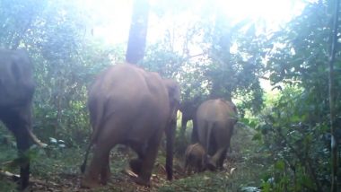 Elephant Dance Viral Video: जंगल में चलते-चलते जब एक हाथी करने लगा डांस, मन मोह लेगा हाथियों के परिवार का यह वीडियो