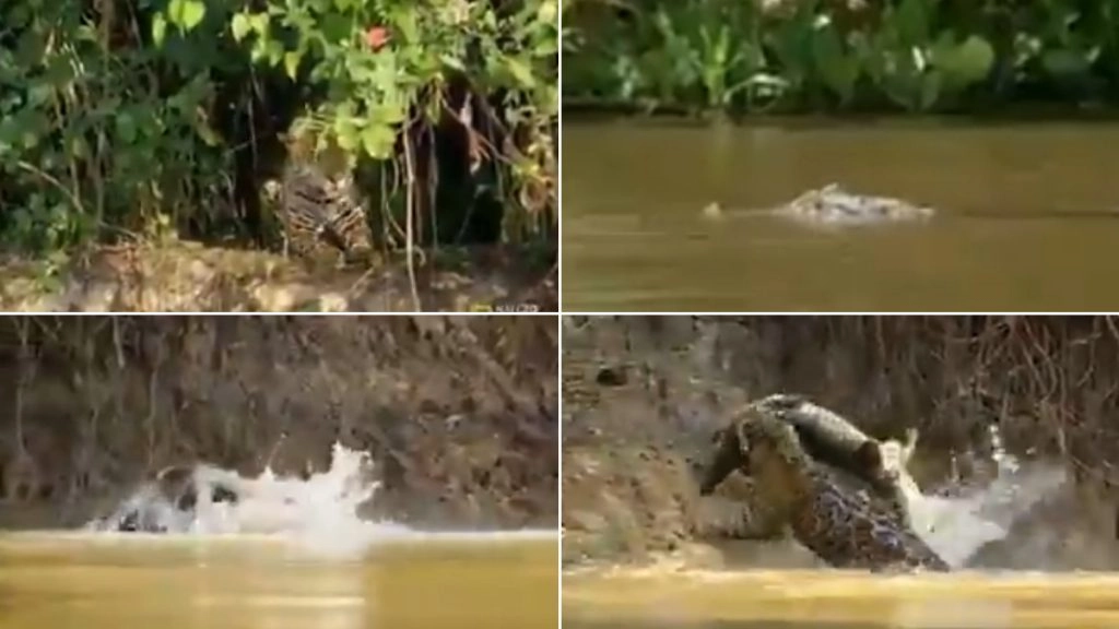 नदी किनारे घात लगाए बैठा था जगुआर, छलांग लगाकर पल भर में किया मगरमच्छ का शिकार (Watch Viral Video)