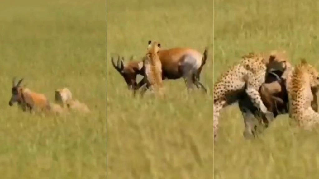 हिरण का शिकार करने के लिए उसके पीछे लगा पैंथर्स का पूरा झुंड, आगे जो हुआ…(Watch Viral Video)