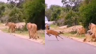 जंगल की एक सड़क पर चल रहे थे चार शेर, अचानक हिरण ने आकर उनके सामने लगाई ऐसी छलांग कि… (Watch Viral Video)