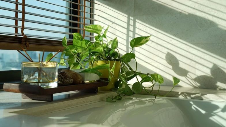 Money Plant Benefits: गुडलक और धन-समृद्धि में बढ़ोत्तरी करता है मनी प्लांट, इसका पूरा लाभ पाने के लिए रखें इन बातों का खास ख्याल