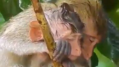 मां तुझे सलाम! बारिश में खुद भीगकर अपने जिगर के टुकड़े को ऐसे बचाती दिखी मां बंदरिया (Watch Viral Video)