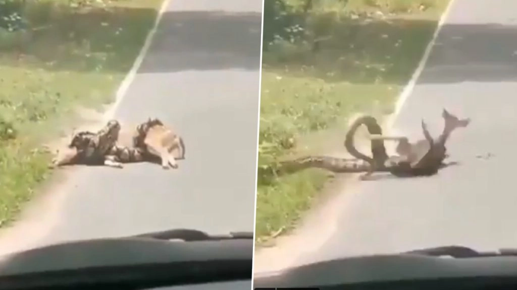 अजगर के चंगुल में फंसे हिरण को बचाने पहुंचा शख्स, फिर गुस्साए सांप ने किया कुछ ऐसा… (Watch Viral Video)  