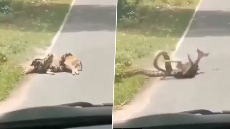 अजगर के चंगुल में फंसे हिरण को बचाने पहुंचा शख्स, यह देख सांप को आया गुस्सा फिर उसने किया कुछ ऐसा... (Watch Viral Video)