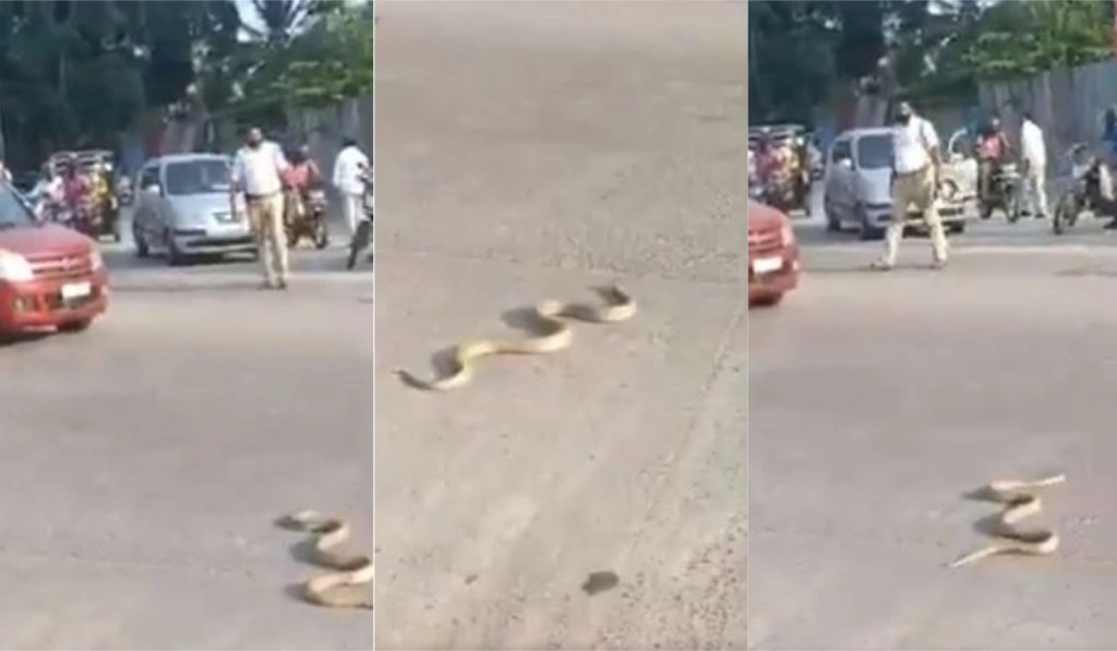 कर्नाटक: बीच सड़क पर आकर जब रोड़ क्रॉस करने लगा किंग कोबरा, सांप को देखते ही हो गया ट्रैफिक जाम 