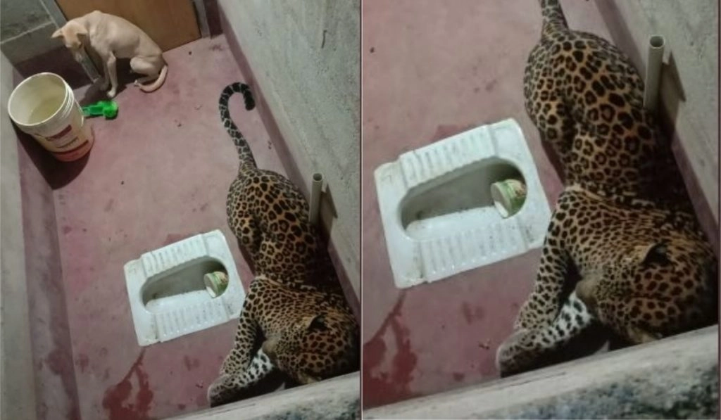 कर्नाटक: तेंदुए के साथ टॉयलेट में फंसा आवारा कुत्ता, इसके बाद जो हुआ… (Watch Viral Video)