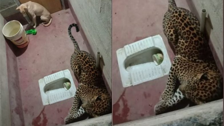 कर्नाटक: तेंदुए के साथ टॉयलेट में फंसा आवारा कुत्ता, इसके बाद जो हुआ… (Watch Viral Video)