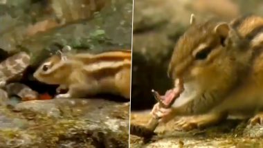 Viral Video: जहरीला सांप करना चाहता था गिलहरी का शिकार, लेकिन हुआ इसका उल्टा… वीडियो देख आप भी हो जाएंगे हैरान