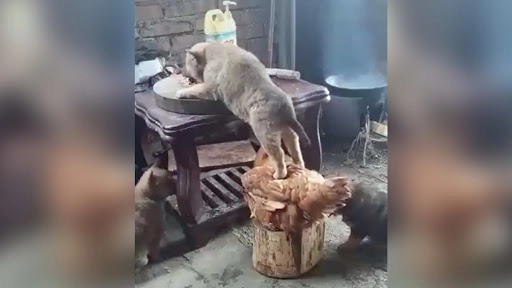 Viral Video: इस मुर्गे और बिल्ली का प्यार देख कर हो जाएंगे हैरान, देखें किस तरह खाना खिलाने में की मदद