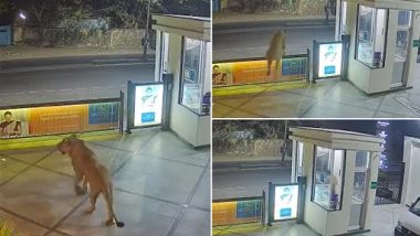 Lion Checked Into a Hotel: जूनागढ़ के एक होटल में घुसता हुआ दिखाई दिया शेर, देखें भयानक वीडियो