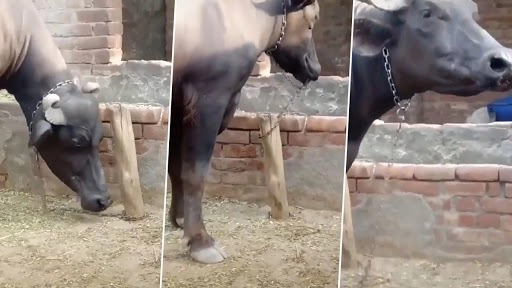 Viral Video: अक्ल बड़ी या भैंस? इस मजेदार विडियो को देखकर आप खुद करें फैसला