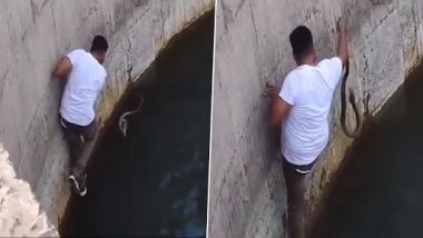 Snake Viral Video: इस शख्स ने जान जोखिम में डालकर कुएं में गिरे कोबरा को बचाया, देखें दिल दहला देने वाला वीडियो