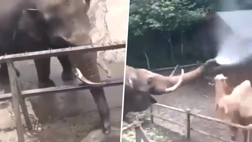 बड़े ही अनोखे अंदाज में हाथी ने नहलाया ऊंट को, वीडियो देख बन जाएगा आपका दिन