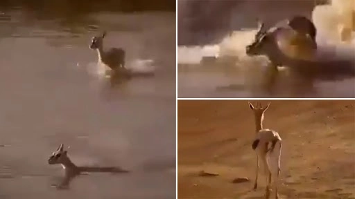 मगरमच्छ के जबड़े से अपने बच्चे को बचाने के लिए ऐसे दौड़ी मां हिरणी, देखें दिल दहला देने वाला वीडियो