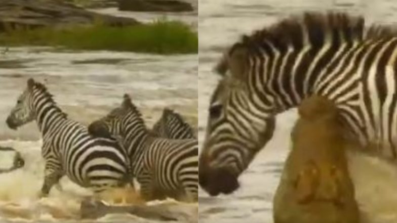 नदी पार कर रहे थे जेब्रा, अचानक पीछे से मगरमच्छ ने किया हमला फिर जो हुआ… (Watch Viral Video)