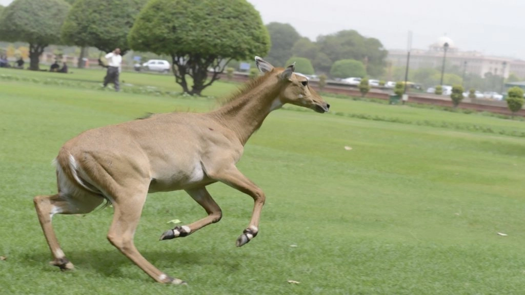  पलामू में नीलगाय के हमले में दो लोगों की मौत, एक जख्मी