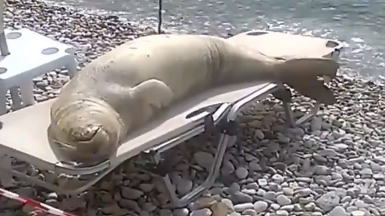 Seal Chilling by the Beach! लाउंज चेयर पर मस्ती कर रहा यह अनोखा समुद्री जीव, देखिये मजेदार वीडियो