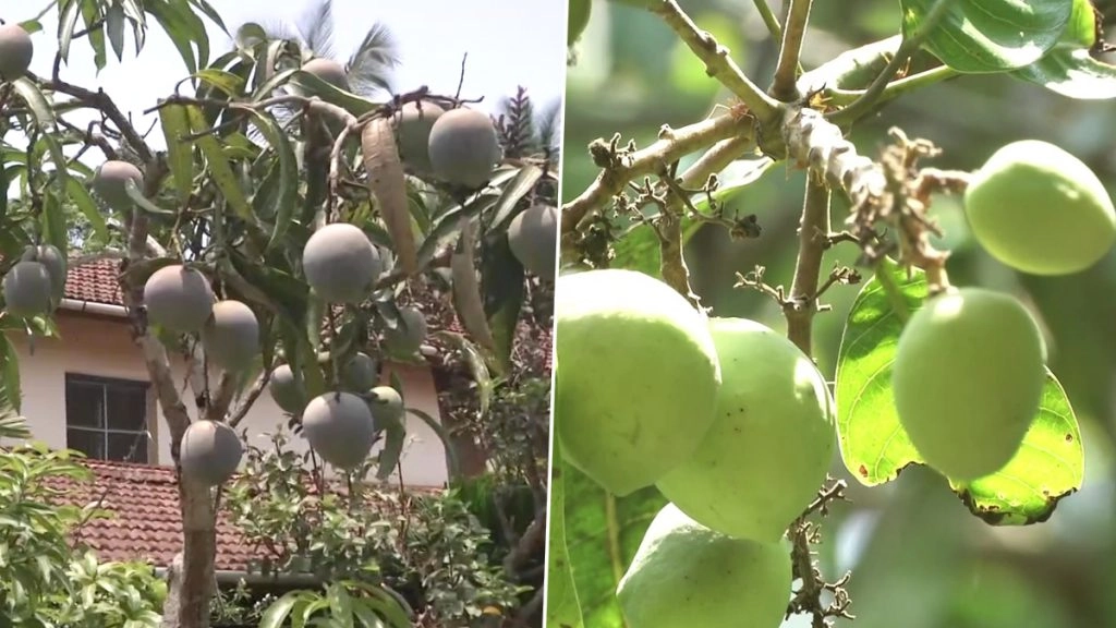 84 वर्षीय व्यक्ति ने 120 अचार वाली आम की किस्मों का किया संरक्षण