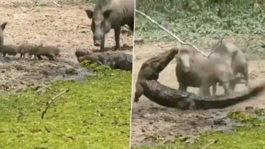 नन्हें सूअरों की जान बचाने के लिए मगरमच्छ से भिड़ा जंगली सूअर, जबरदस्त लड़ाई का वीडियो हुआ वायरल (Watch Viral Video)
