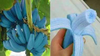Blue Java Bananas: क्या आपने कभी खाया है नीले रंग का केला, स्वाद में लाजवाब इस फल की खासियत जानकर दंग रह जाएंगे आप