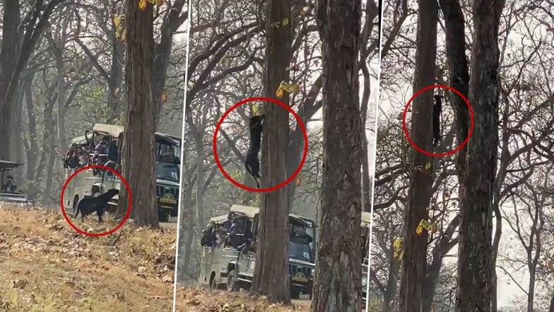 जीप में बैठे लोगों के सामने अचानक आया ब्लैक पैंथर, पलक झपकते पेड़ के ऊपर चढ़ते देख उड़े सबके होश (Watch Viral Video)