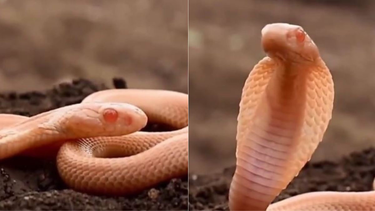 वायरल खबरें | Amazing! इस अनोखे किंग कोबरा के कायल हुए लोग, Viral Video में  सांप को देख आप भी रह जाएंगे दंग | 👍 LatestLY हिन्दी