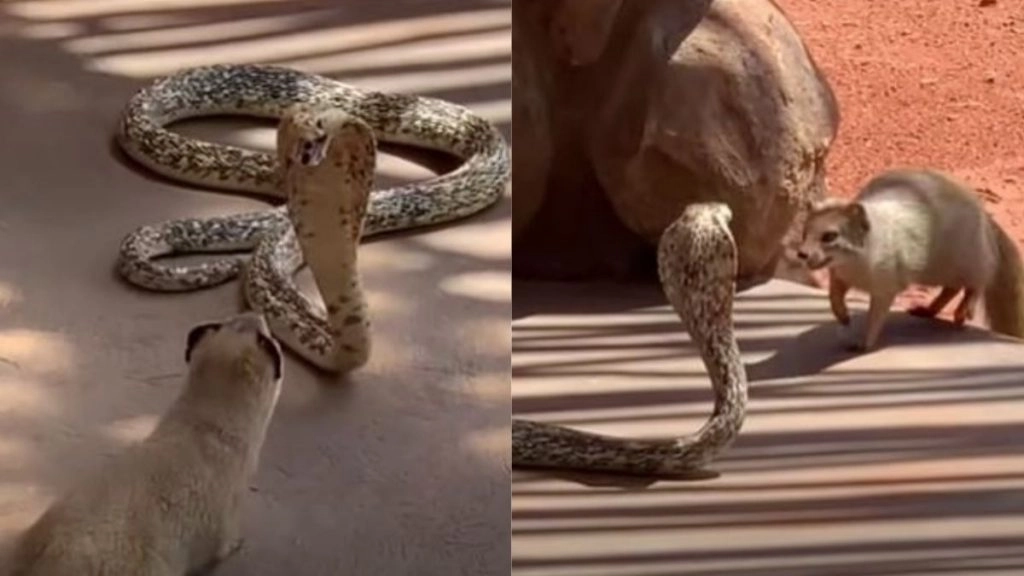 किंग कोबरा और नेवले के बीच जबरदस्त लड़ाई को देख उड़ जाएंगे आपके होश, VIDEO में देखें कौन पड़ा किस पर भारी?