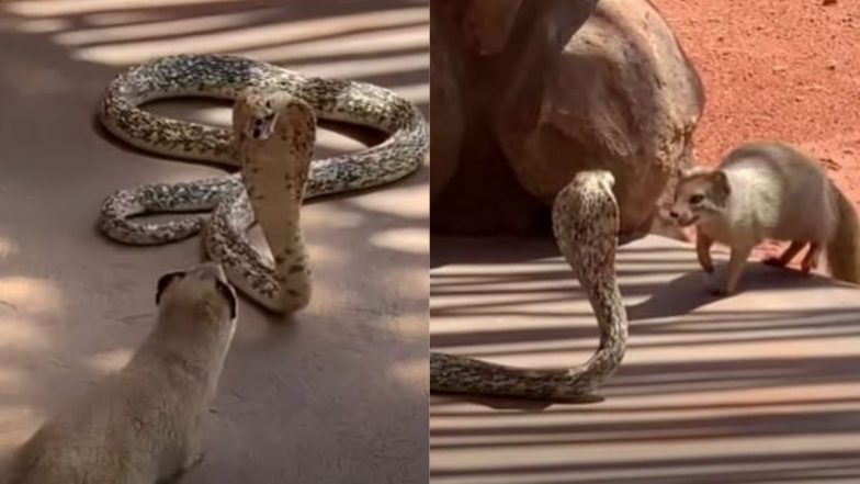 Cobra Vs Mongoose: किंग कोबरा और नेवले के बीच जबरदस्त लड़ाई को देख उड़ जाएंगे आपके होश, VIDEO में देखें कौन पड़ा किस पर भारी?